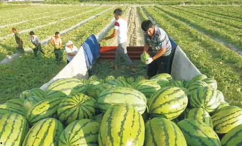 田埂吃瓜照片真实图片,夏日田园风光中的真实瞬间