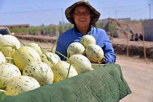 敦煌瓜州吃瓜,品味千年瓜香，探寻丝路瓜果传奇