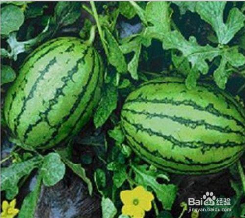 吃西瓜吃到野瓜,吃西瓜吃到野瓜的奇妙体验