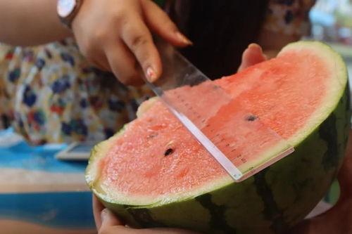 吃瓜直播橘子,橘子带你领略直播界的甜蜜风暴