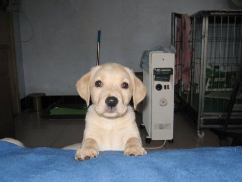 小狗吃瓜消化不了,消化难题引关注