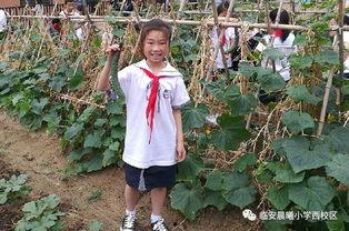 杨一凡和晨曦吃瓜,瓜田里的甜蜜邂逅