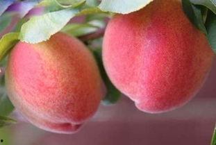 梦见吃桃吃瓜,桃与瓜的奇幻之旅