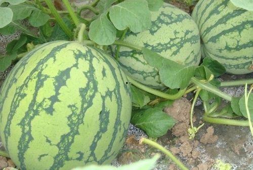 kokp吃瓜占卜,趣味解读，揭秘你的运势秘密