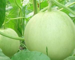 孕妇可以吃田瓜吗,田瓜的适宜与禁忌