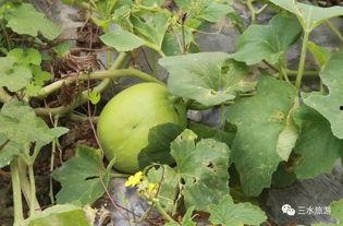 14小孩吃瓜,14位小朋友欢乐共享夏日美味瓜果时光