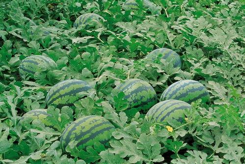 629吃瓜网花店,浪漫花语,传递心意