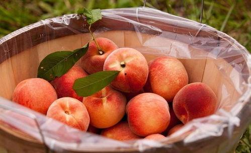 立秋吃桃子摸瓜,桃子摸瓜,品味丰收喜悦